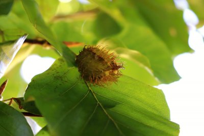 Fagus sylvatica 'Zlatia' - buk lesní - bukvice (21)